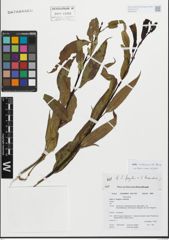 Foto von Salix fragilis L. x Salix triandra L.
